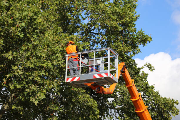 The Steps Involved in Our Tree Care Process in City View, SC